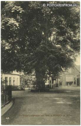 ansichtkaart: Bergen NH, De Oude Lindenboom van 1843