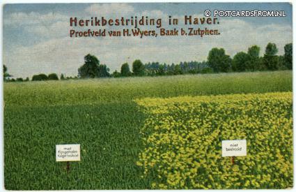 ansichtkaart: Baak, Herikbestrijding in Haver. Proefveld H. Wyers