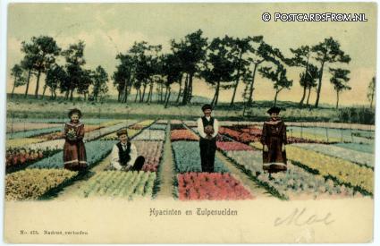 ansichtkaart: --, Hyacinten en Tulpenvelden