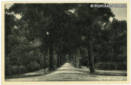 ansichtkaart: Oostvoorne, Weg in het Overbosch