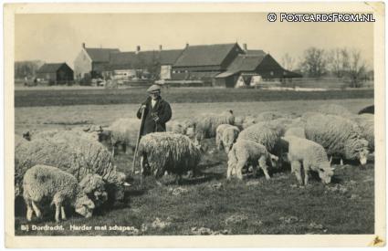 ansichtkaart: Dordrecht Dubbeldam, Bij Dordrecht. Herder met schapen