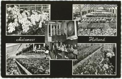 Aalsmeer, Bloemencentrum van Europa ansichtkaart: Aalsmeer, Bloemencentrum van Europa